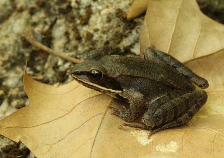 Wood Frog